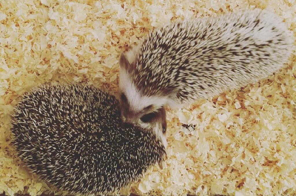 Pilihan Tempat Tidur Hedgehog Tempat Tidur Terbaik Untuk Landak