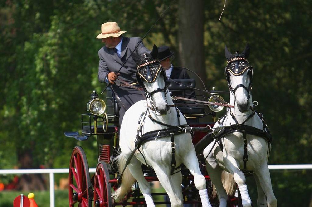 最流行的驾驶马品种