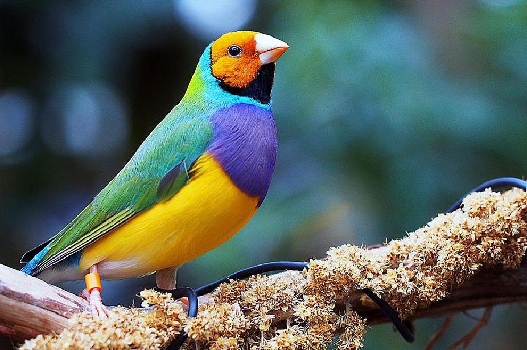 Perfil Da Especie Do Passaro Do Passarinho De Gouldian