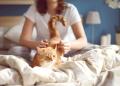 猫的炎症性肠病（猫科动物IBD）