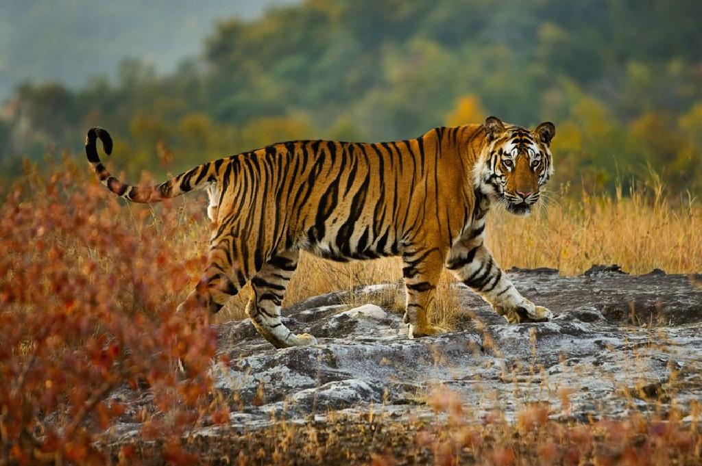 Kucing Besar, Harimau, dan Singa sebagai Haiwan Peliharaan