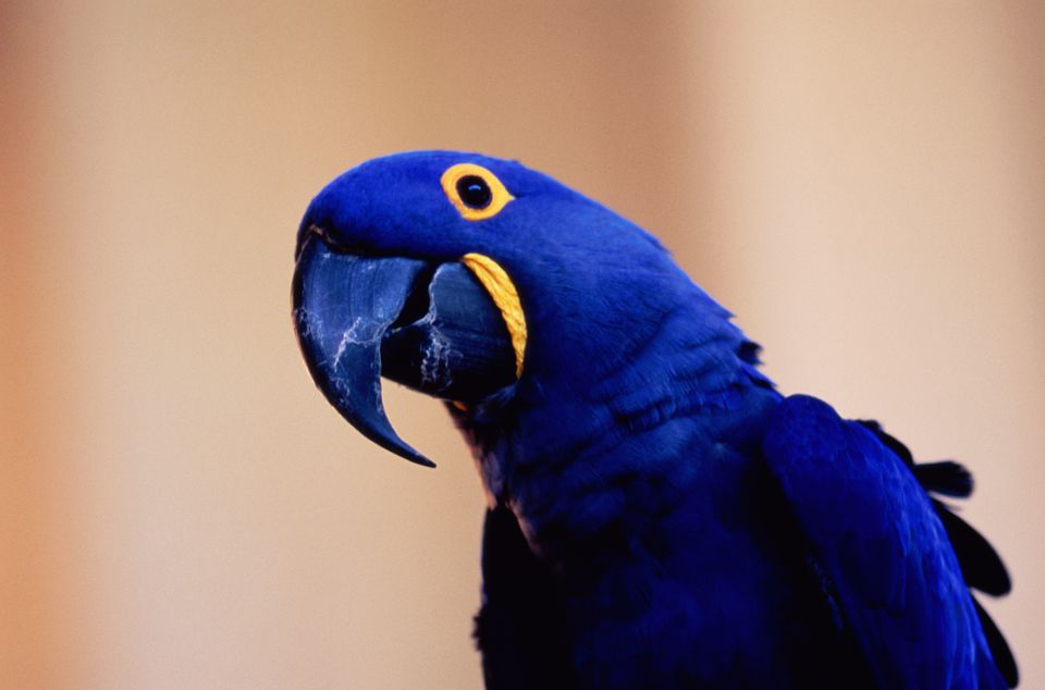 Burung Warna Biru Putih / Lovebird biru mangsi memiliki sayap dan tubuh