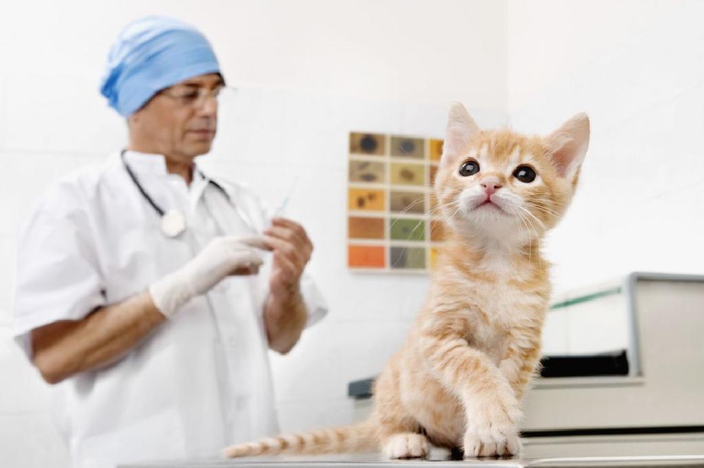Kebaikan dan Kekurangan Vaksin FIV Baru untuk Kucing
