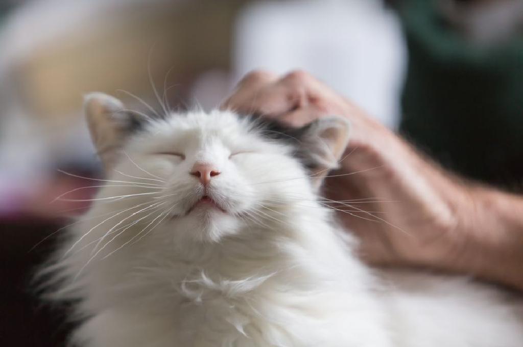 Cara Menentukan Umur Kucing Anda