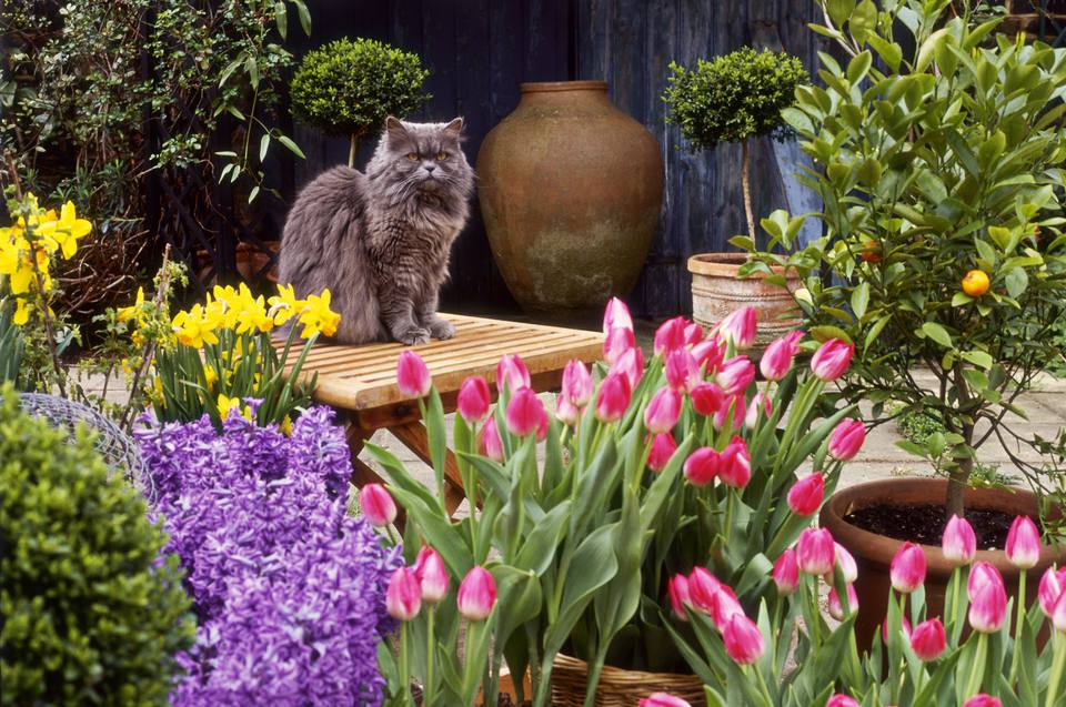 植物对猫有毒 照片幻灯片