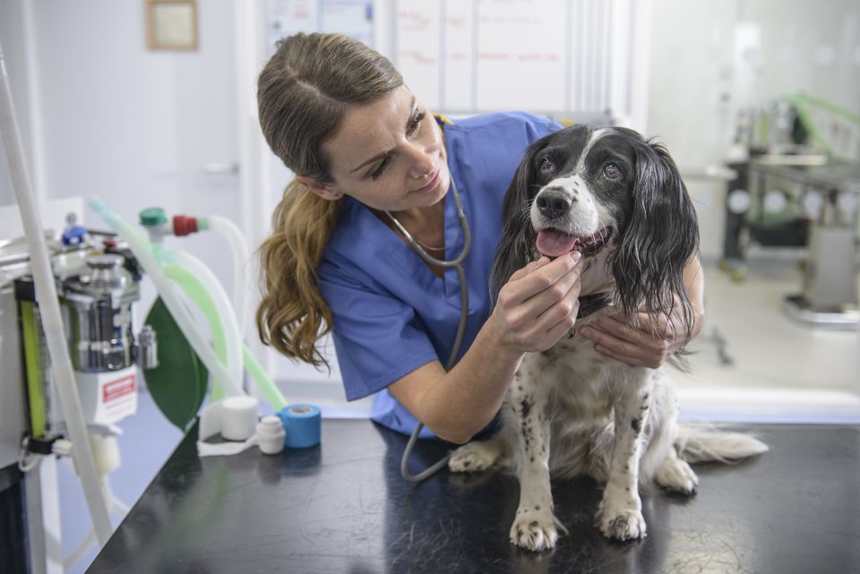 Juruteknik Veterinar Rvt Cvt Lvt Pekerjaan Dan Peranan