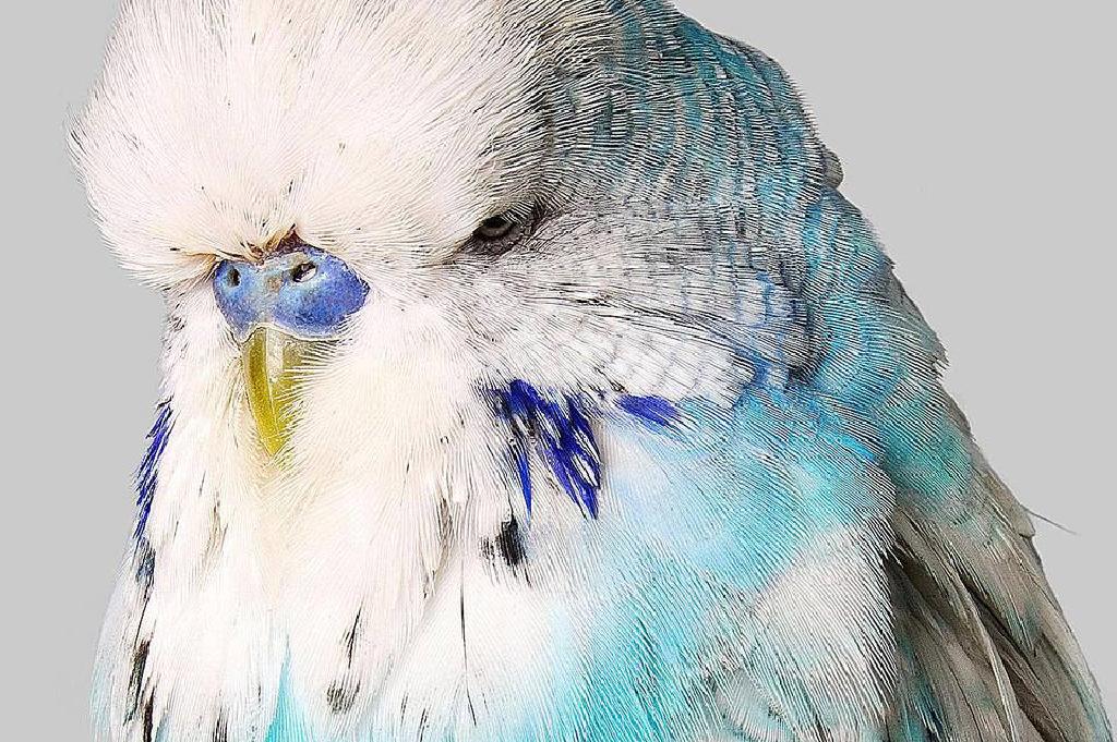 Burung Kakak Tua Berwarna Biru Tts Belajar