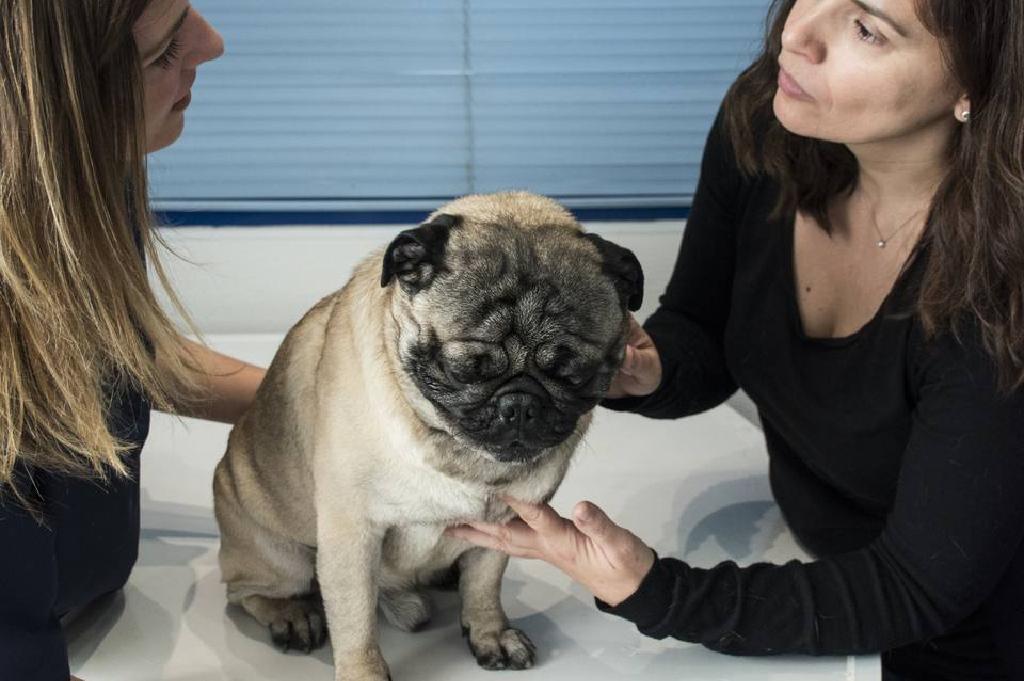 a kutya hipertóniájának tünetei a magas vérnyomás látásának kezelése