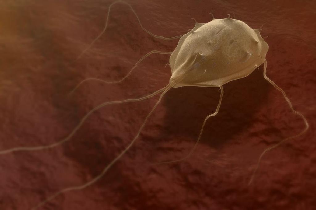 giardia parasit katt hogyan távolíthat el férgektől örökre férgeket