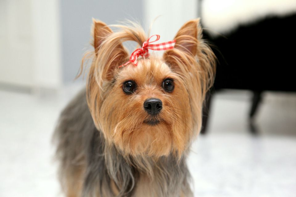 Top 10 Dog Breeds American Kennel Club arabera