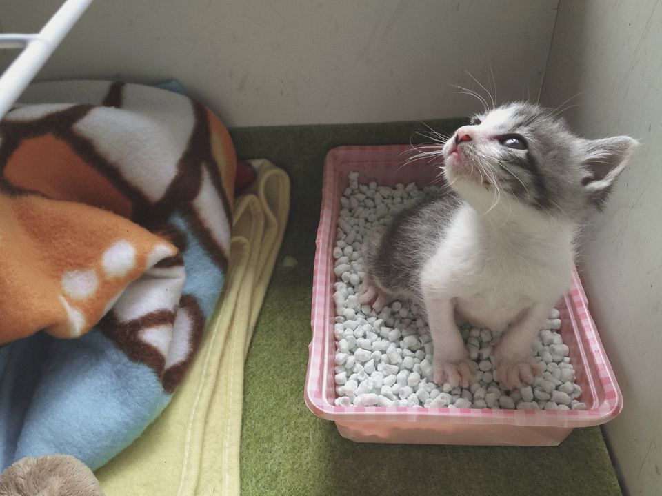 Penyelenggaraan Peti Litter Panduan Langkah Demi Langkah