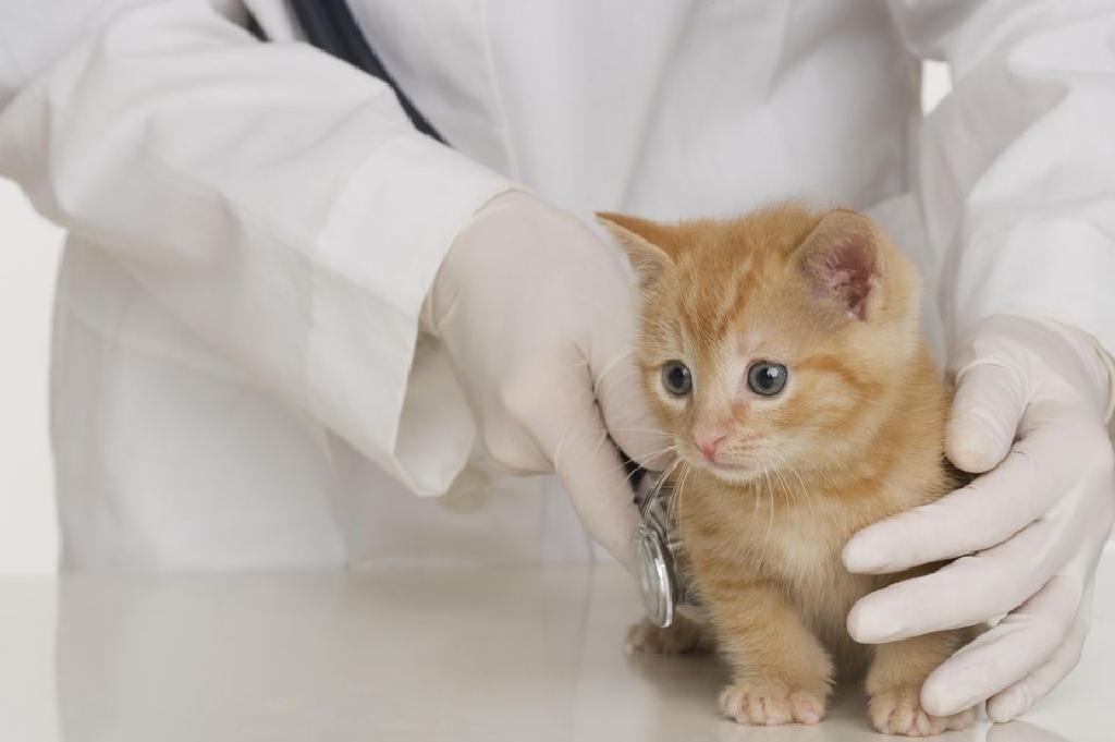 Bilakah Haruskah Saya Mengambil Kitten Baru Saya kepada Doktor 