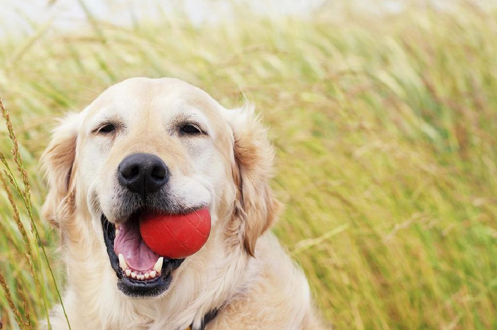 Dermatologi Tips Untuk Mencegah Masalah Kulit Pada Anjing Dan Kucing