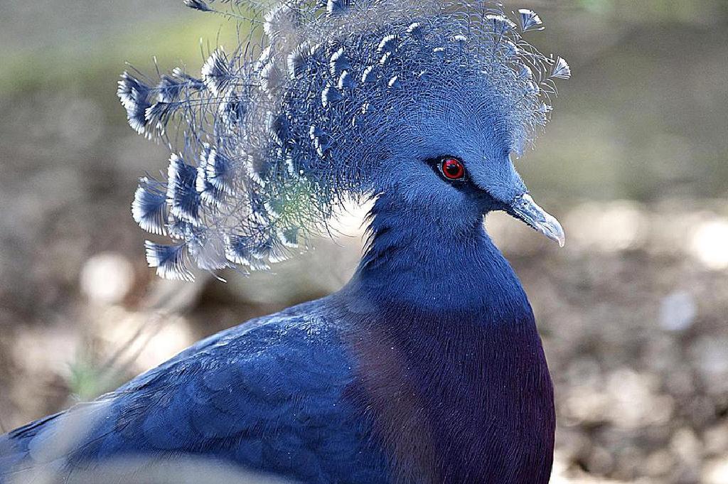 Pigeon Couronné De Victoria Assis Dans Son Nid, Saison De