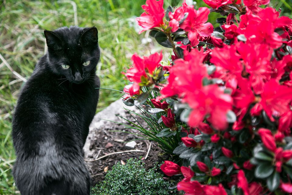 植物对猫有毒 照片幻灯片