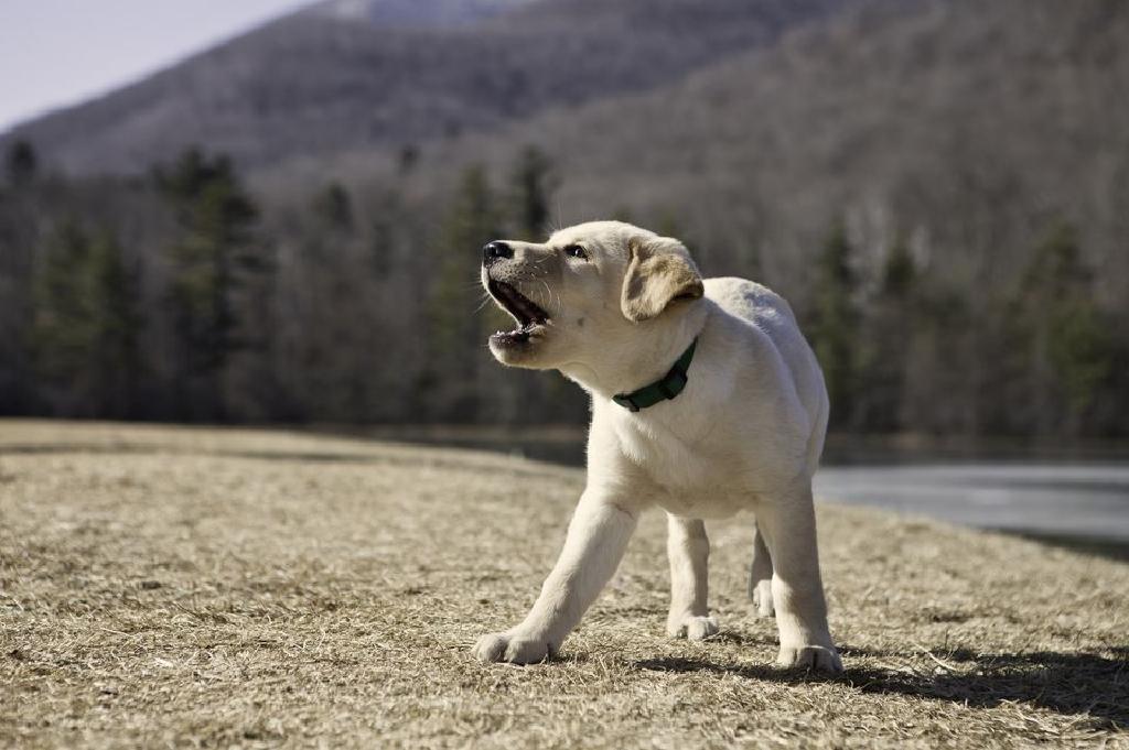 Barking Gelen Bir Yavru Kopek Durdurmak Icin 10 Yolu