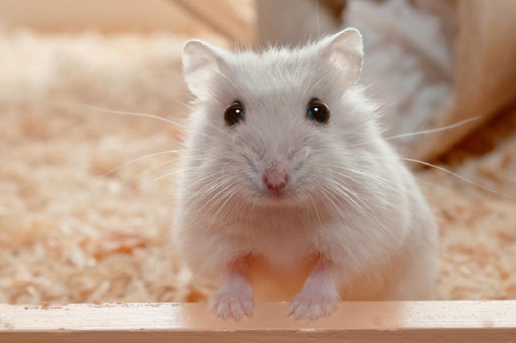 Hamsterlerde Islak Kuyruk Nedir