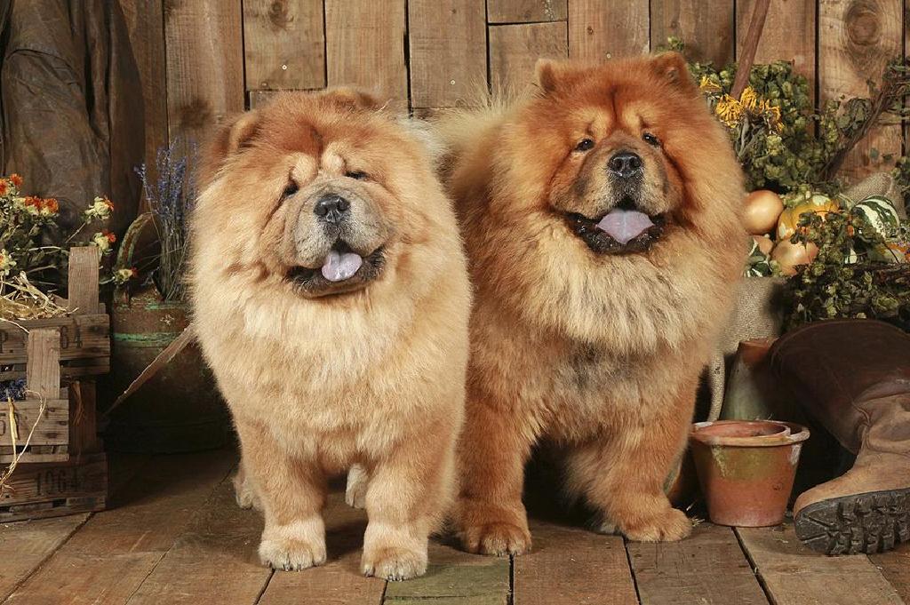 Profail Breed Chow Chow
