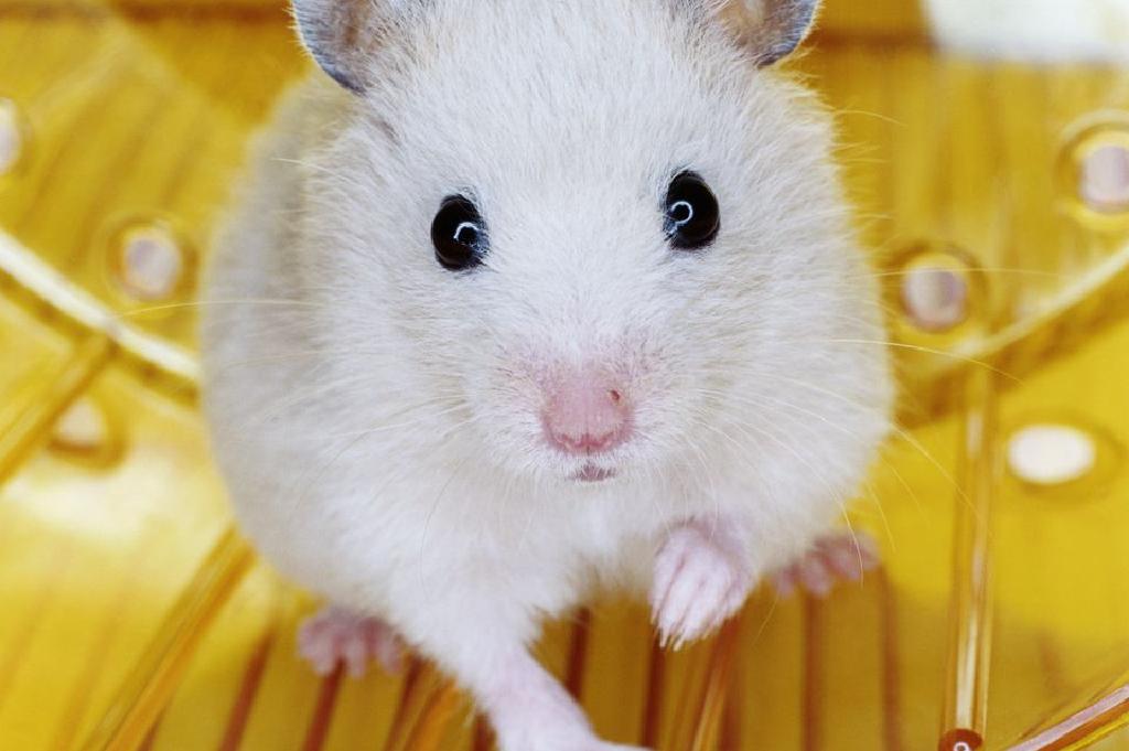 Spaying ati Neutering Hamsters