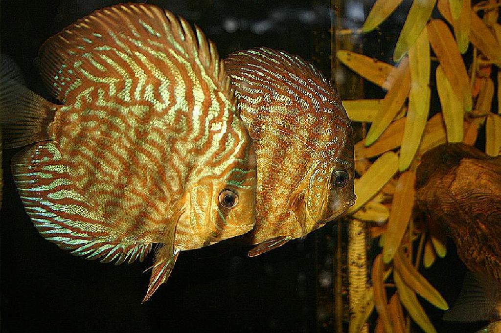 Alamin Ang Tungkol Sa Symphysodon Discus Pompadour Fish