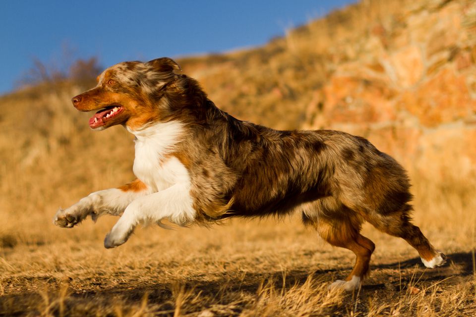 Kosucular Icin En Iyi Kopek Irklari