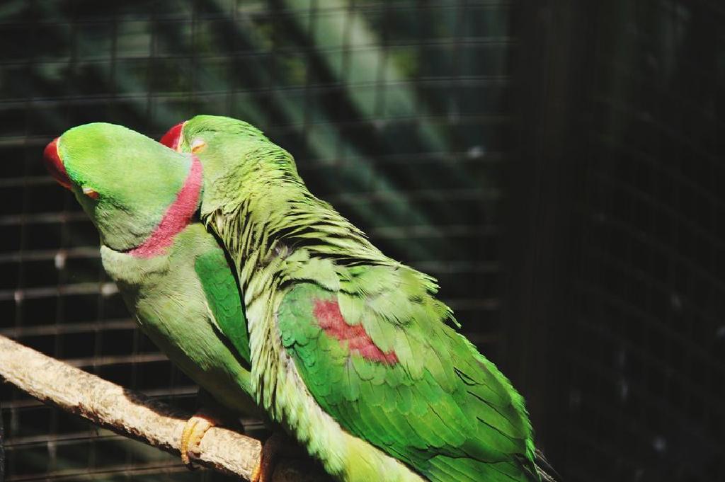 Burung Eksotik dan Tahap Kelembapan yang Benar