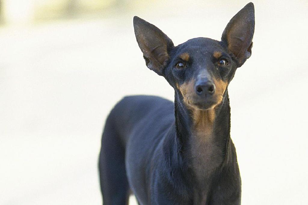 Profil Binatang Kecil Pinscher Dog