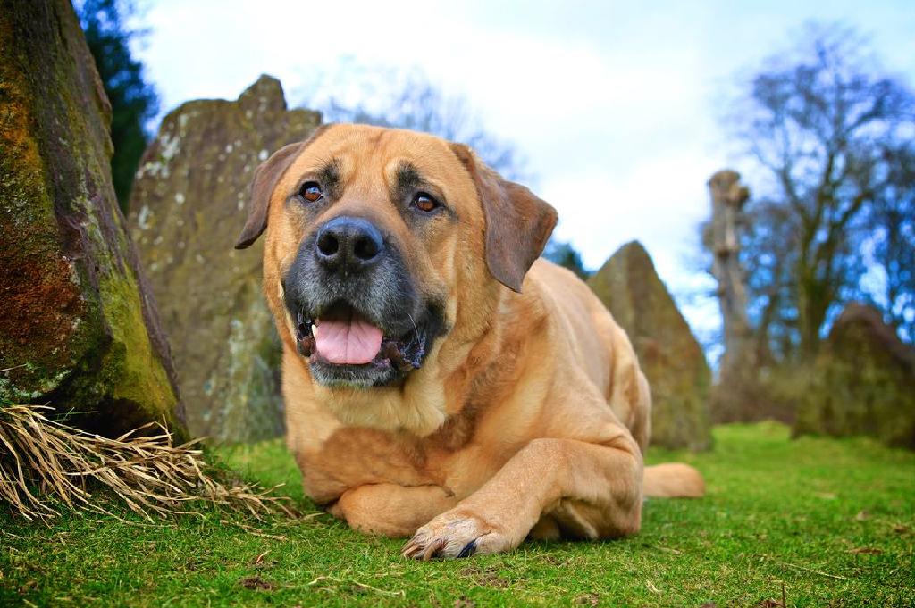 Profil Anjing Bullmastiff Breed