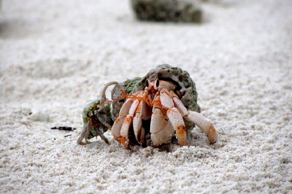 Arazi Hermit Crabs Iyi Hayvanlar Mi