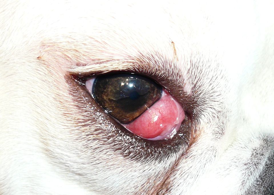 犬眼疾病 櫻桃眼 結膜炎