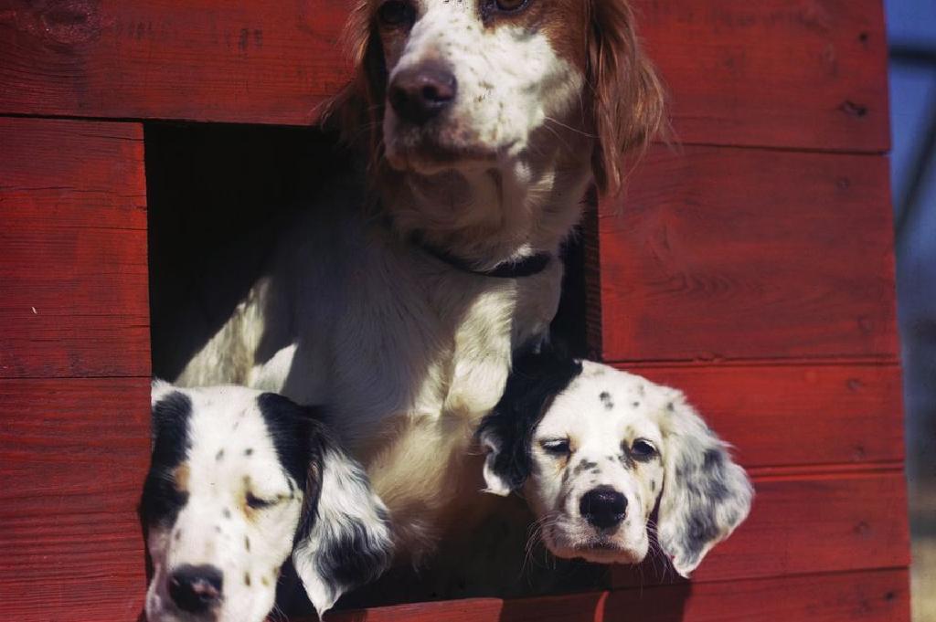 Penyakit Cacing Rawatan Dan Pencegahan Pada Anak Anak Puppy