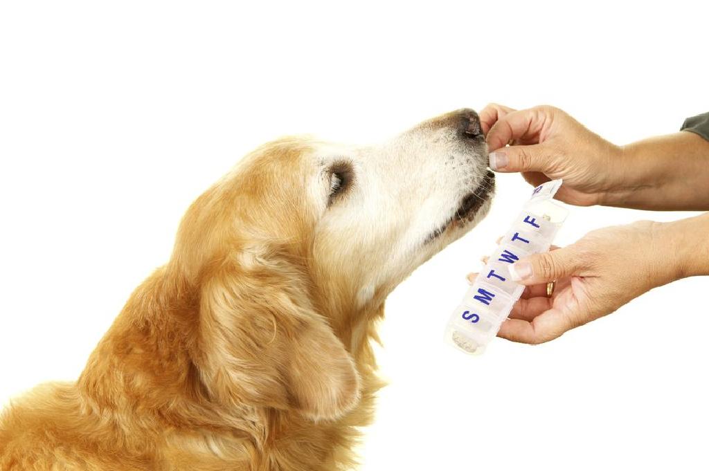管理狗和猫的心脏病和心力衰竭
