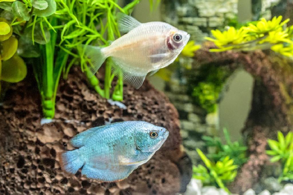 5500 Koleksi Ikan Air Tawar Dalam Akuarium Gratis