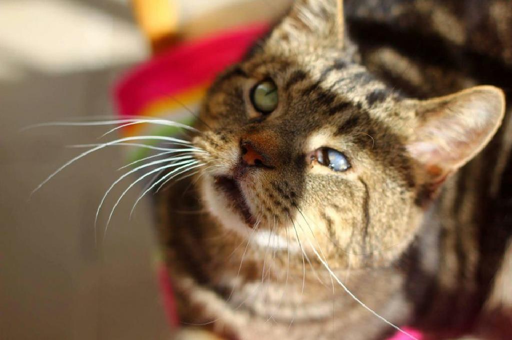八種方法來幫助失明的貓