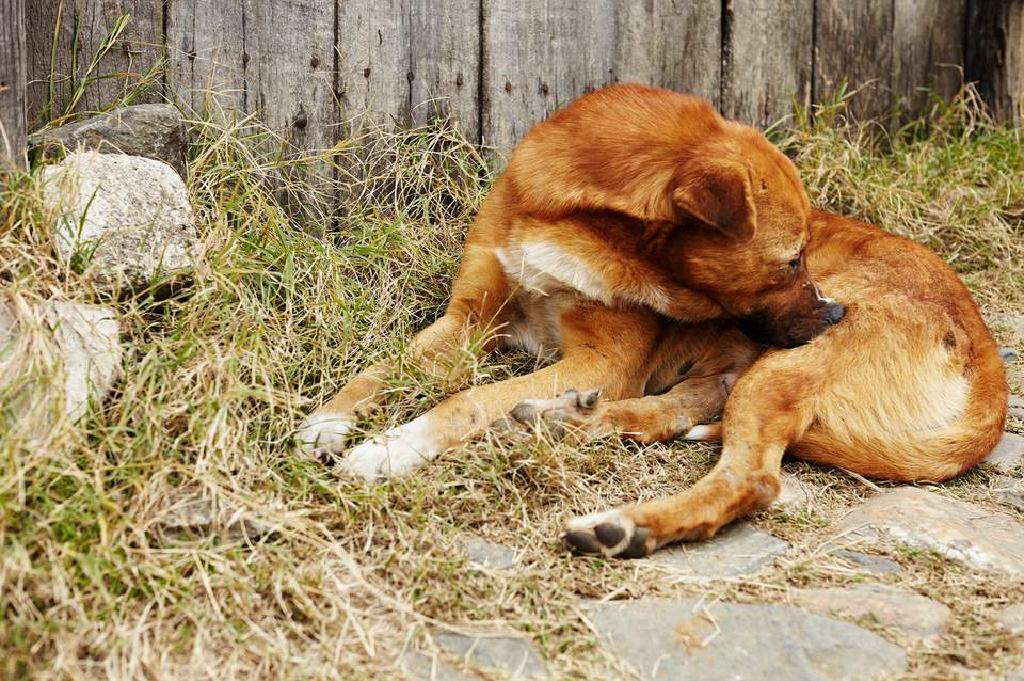 Selamat nyamuk dan Penghalau serangga untuk Anjing dan Kucing