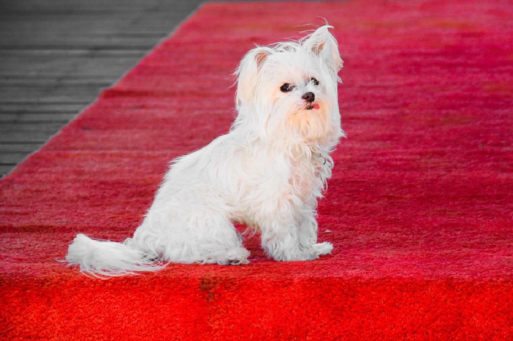 Profil Binatang Anjing Malta